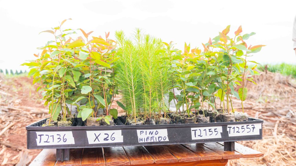 Plantines forestales que se producen en los viveros. 