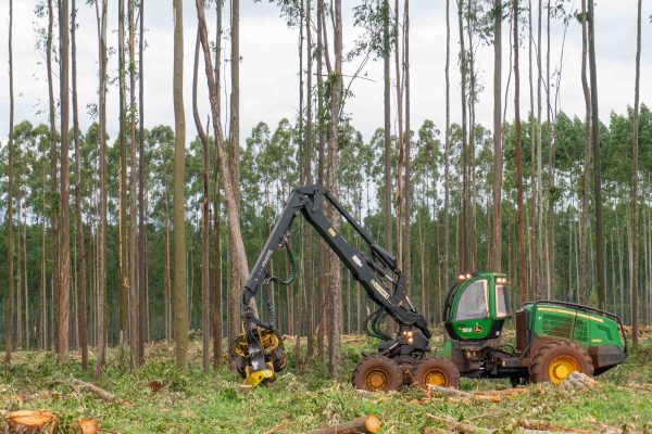 Las plantaciones forestales forman parte del primer eslabón de la foresto industria.