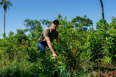 Productor yerbatero de Misiones en una plantación de yerba mate.
